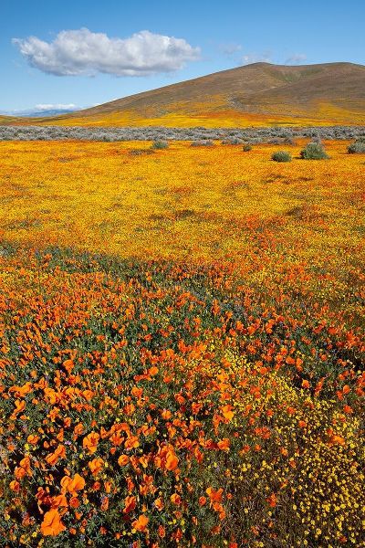 California Fields of California Poppy-Goldfields with clouds-Antelope Valley